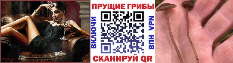 Псилоцибиновые грибы MAGIC MUSHROOMS  МЕГА онион  Фролово 